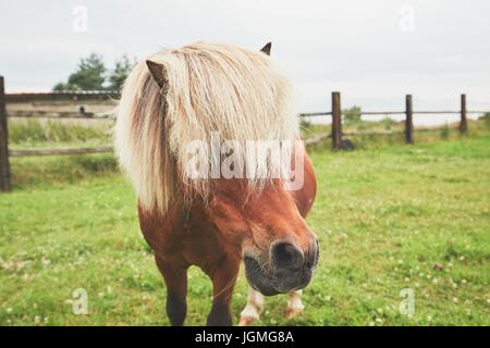 Pferd mit langer Mähne. Porträt von Miniaturpferd auf der Weide. Stockfoto