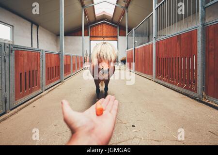 Hand des Landwirts mit Karotte und und Miniaturpferd mitten in den Stall. Stockfoto