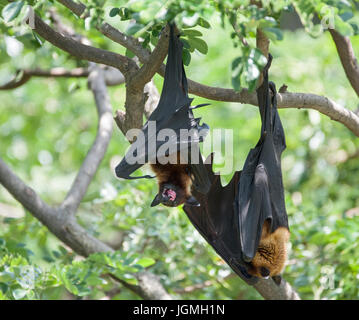 Paar von Fox Fledermäuse, mit offenem Mund. Stockfoto