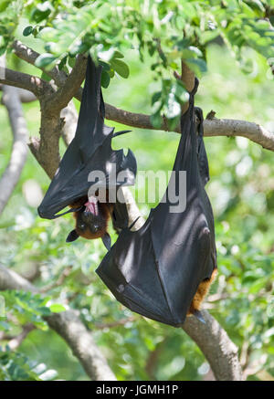 Paar von Fox Fledermäuse, mit offenem Mund. Stockfoto