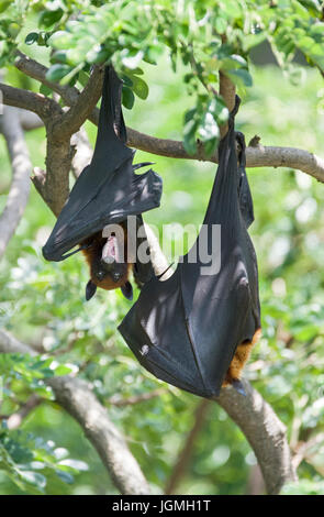 Paar von Fox Fledermäuse beobachten Stockfoto