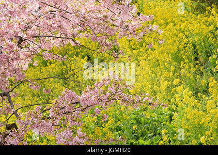 Landschaft des japanischen Frühlings mit rosa Kirschblüten & gelben Raps-Blüten Stockfoto