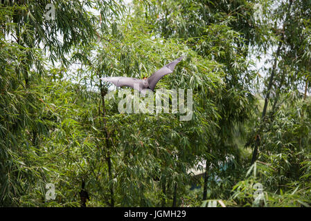 Detail der Fuchs Fledermaus fliegen Stockfoto