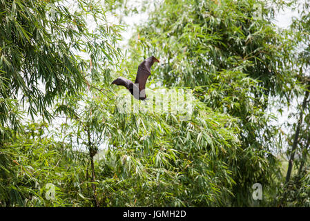 Fuchs Fledermaus fliegen in den Bäumen Stockfoto