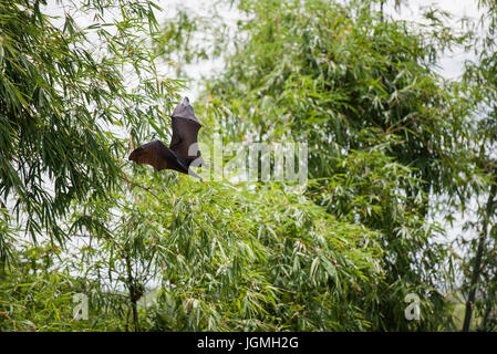 Fuchs Fledermaus fliegen in den Bäumen Stockfoto