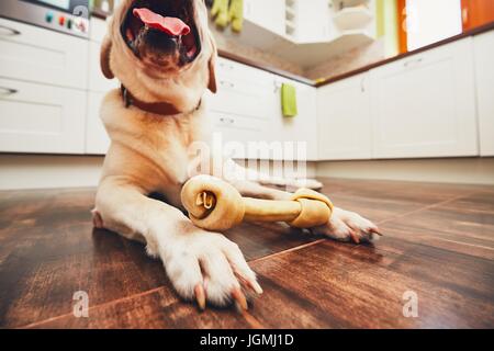 Hund mit Knochen. Fröhliche Labrador Retriever mit Knochen für zahnärztliche Heide in Küche zu Hause zu spielen. Stockfoto