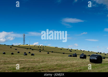 Heuballen in schwarzem Kunststoff Verpackung auf Hazler Hügel in der Nähe von Kirche Stretton, Shropshire Stockfoto