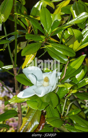 Magnolia Grandiflora - Immergrüne Magnolie - Edith Bogue in Blüte Stockfoto