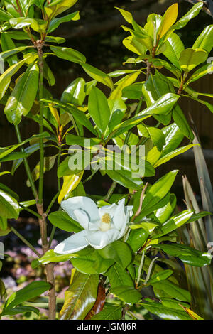 Magnolia Grandiflora - Immergrüne Magnolie - Edith Bogue in Blüte Stockfoto