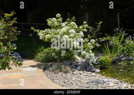 Hydrangea Paniculata 'weiße Motte", weiße Motte Hortensie neben einem Gartenteich in Devon. Stockfoto