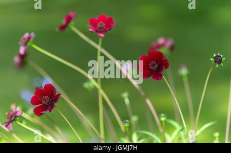 Cosmos Atrosanguineus, Schokoladen Kosmos, Chocamocha, Stockfoto