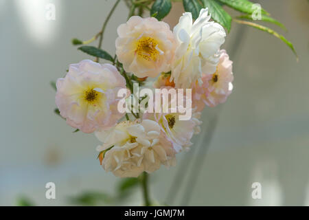 Rosa "Ghislaine de Feligonde", eine Moschus Rambling Rose. Duftende halb doppelte weiße /apricot blüht. In Knospe und Blüte. Stockfoto