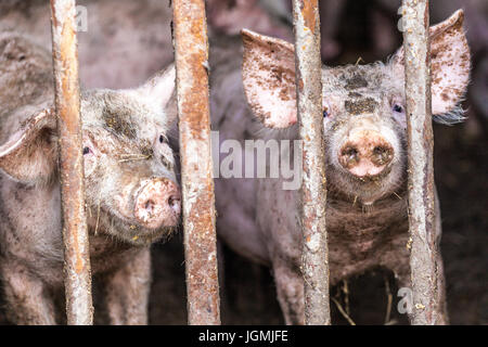 Hungriges, dreckiges Ferkel in einem Schweinefarm Stockfoto