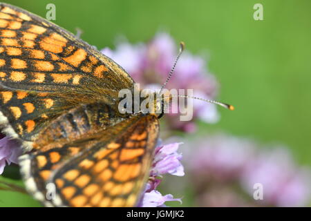 Makro-Detail-Schmetterling auf Blume Stockfoto