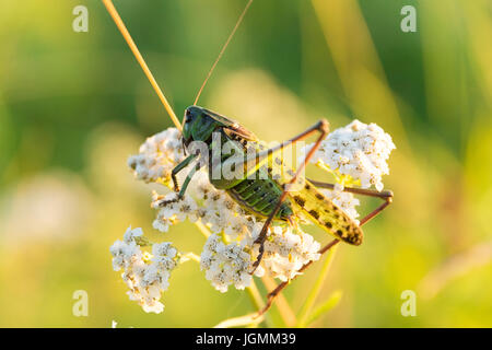 Grashüpfer auf dem Rasen, Blumen, Russland, Dorf, Sommer, Stockfoto