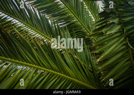 Palme, lebendige abstrakt Stockfoto