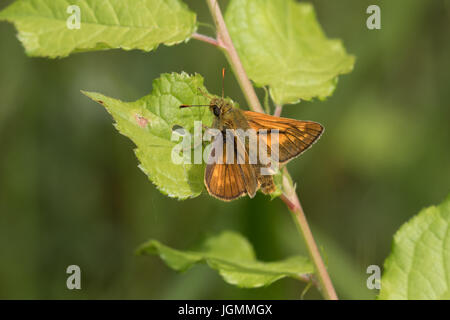 Großen Skipper Schmetterling ruht in der warmen Sonne Stockfoto