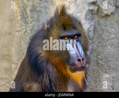 Mandrill (Mandrillus Sphinx) Primas Nahaufnahme, lebhafte Augen, ausdrucksstarke Gesicht Stockfoto