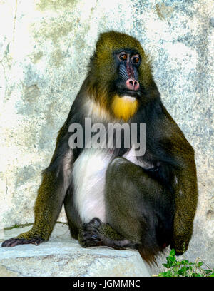 Mandrill (Mandrillus Sphinx) Primas im Gehäuse sitzen. Farbenfrohe Gesicht. Lebendige Augen. Traurigen Ausdruck Stockfoto