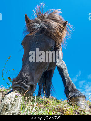 Dartmoor Ponys grasen. Stockfoto