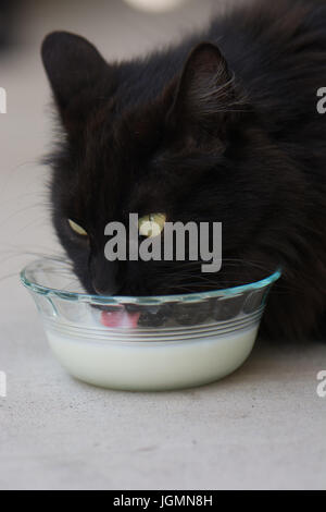 Flauschige schwarze Katze mit Milch Schnurrbart und Schüssel Milch lecken Lippen, Zunge heraus. Niedlich. Stockfoto