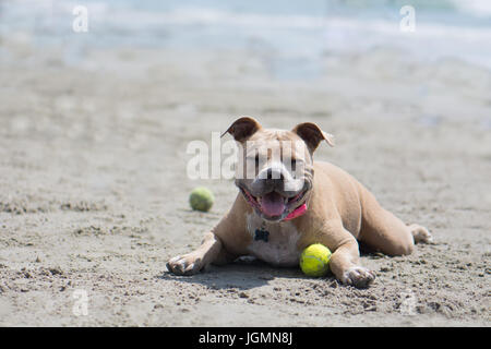 Pit Bull Hund ruht in den Sand am Strand mit einem Ball in der Nähe des Ozeans. San Diego, CA Hundestrand. Stockfoto