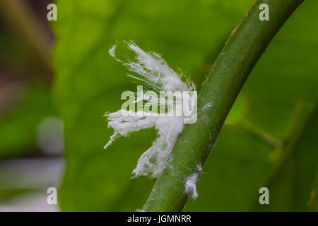 Weiße mehlige Wanze Insekt auf Baum hautnah Stockfoto