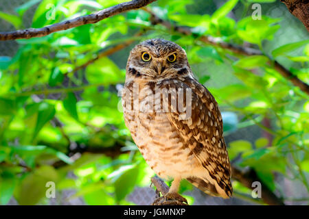 Kanincheneule (Athene Cunicularia) stehen auf einem Bein, während thront auf einem Ast. Stockfoto