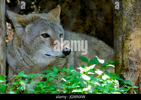 Kojote (Canis Latrans) close-up als He Pausen in den Rasen. Stockfoto