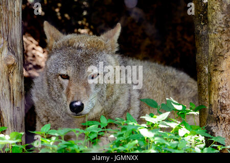 Kojote (Canis Latrans) close-up als He Pausen in den Rasen. Stockfoto