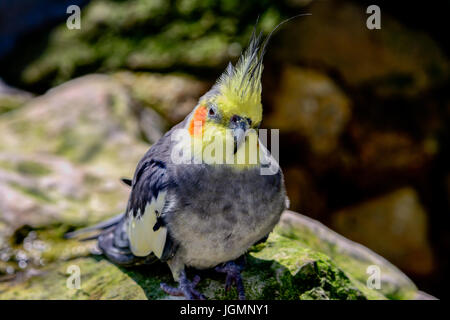 Normalen grauen Nymphensittich, Wildtyp Nymphensittich, wilde Nymphensittich oder grauer Nymphensittich (Nymphicus Hollandicus) Stockfoto