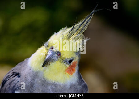 Normalen grauen Nymphensittich, Wildtyp Nymphensittich, wilde Nymphensittich oder grauer Nymphensittich (Nymphicus Hollandicus) close-up mit Kamm Federn Stockfoto