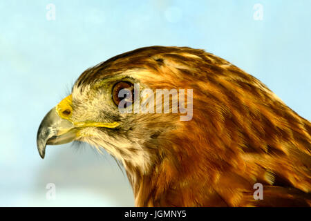 Rot - angebundener Falke (Buteo Jamaicensis) Nahaufnahme des Kopfes Stockfoto