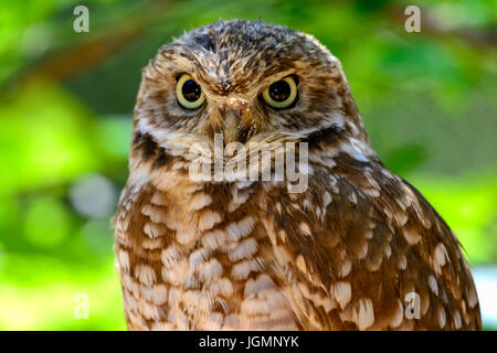 Close-up Kanincheneule (Athene Cunicularia). Stockfoto