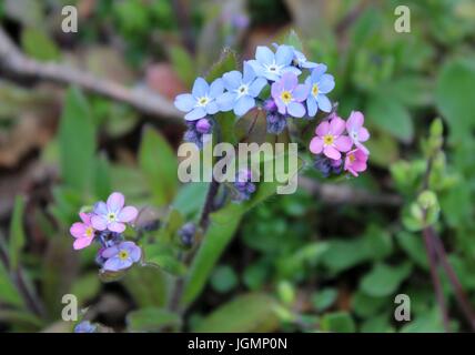 Blau und rosa Vergiss mich nicht Stockfoto