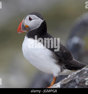 Ein Erwachsener Papageitaucher (Fratercula Arctica) Stand auf einem Felsen, Farne Islands, Northumbria, England, UK. Stockfoto