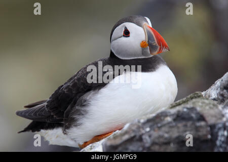 Ein Erwachsener Papageitaucher (Fratercula Arctica) saß auf einem Felsen, Farne Islands, Northumbria, England, UK. Stockfoto