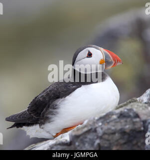 Ein Erwachsener Papageitaucher (Fratercula Arctica) saß auf einem Felsen, Farne Islands, Northumbria, England, UK. Stockfoto