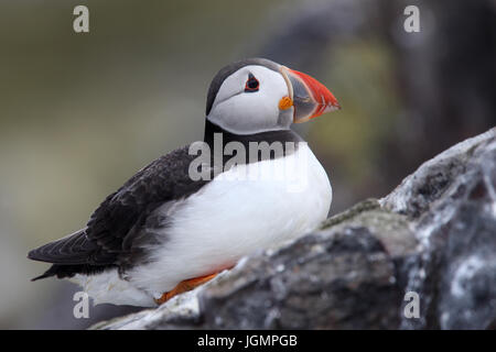 Ein Erwachsener Papageitaucher (Fratercula Arctica) saß auf einem Felsen, Farne Islands, Northumbria, England, UK. Stockfoto