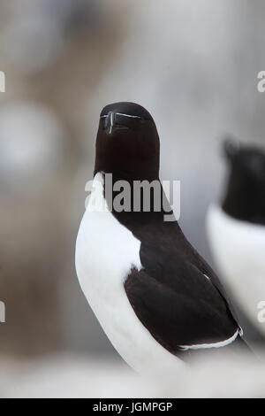 Tordalk (Alca Torda), Erwachsene, stehend auf einem Felsen, Farne Islands, Northumbria, England, UK. Stockfoto