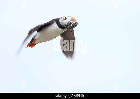 Papageitaucher (Fratercula Arctica), während des Fluges mit einem Schnabel voller Sandaale, Farne Islands, Northumbria, England, UK. Stockfoto