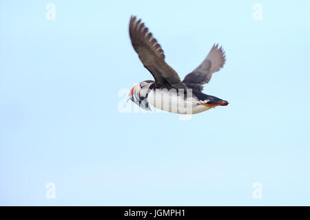 Papageitaucher (Fratercula Arctica), während des Fluges mit einem Schnabel voller Sandaale, Farne Islands, Northumbria, England, UK. Stockfoto