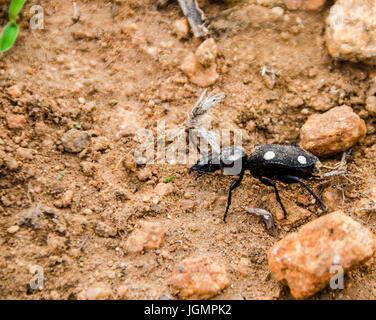 Einen Fehler entdeckt Stockfoto
