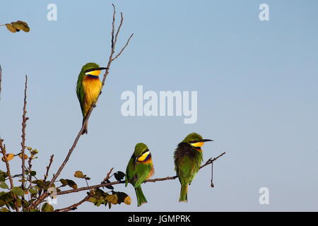 Blau-breasted oder weiße-cheeked Bienenfresser Merops Variegatus, in den Bangweulu Feuchtgebieten, nördlichen Sambia Stockfoto