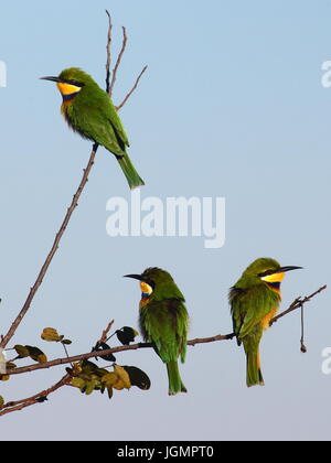 Blau-breasted oder weiße-cheeked Bienenfresser Merops Variegatus, in den Bangweulu Feuchtgebieten, nördlichen Sambia Stockfoto