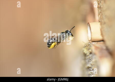 Einsame Harz Biene (Heriades Crenulatus) während des Fluges Harz zu seinem Nest in hohlen Reed Stiel für die Erstellung der Petitionen der Eizelle Wände zu bringen. Stockfoto