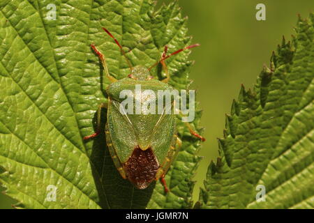 Erwachsenen grünen Shieldbug Stockfoto