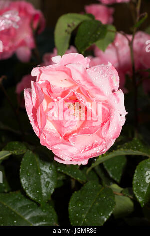 Blumen in englischen Gärten nach dem Regen. Tröpfchen Regen auf rosa Rosen und Kapuzinerkresse Stockfoto