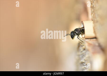 Einsame Harz Biene (Heriades Crenulatus) auf der Suche aus und verlassen das Nest in ein hohles Schilfrohr Stengel in ein Insektenhotel. Stockfoto