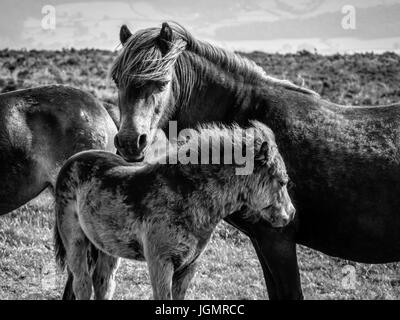 Exmoor Ponys, Dunkery Leuchtfeuer, Exmoor Stockfoto